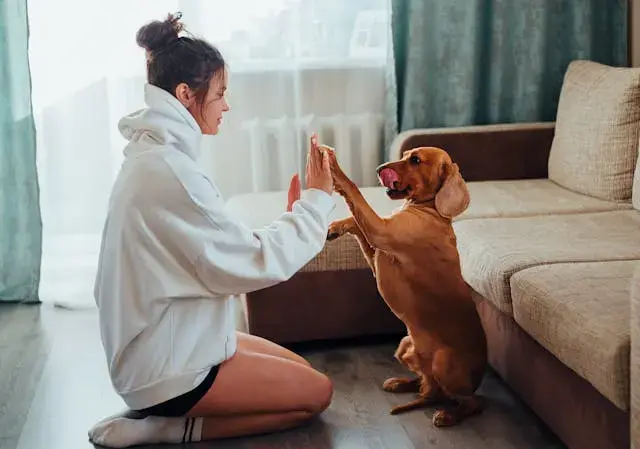 Hassas Sindirim Somonlu Köpek Maması