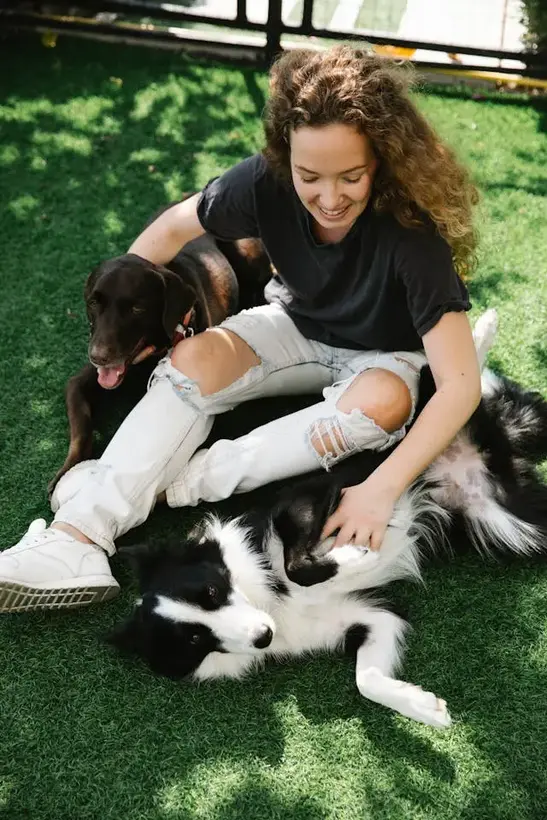Yavru Köpek Maması Tavuklu